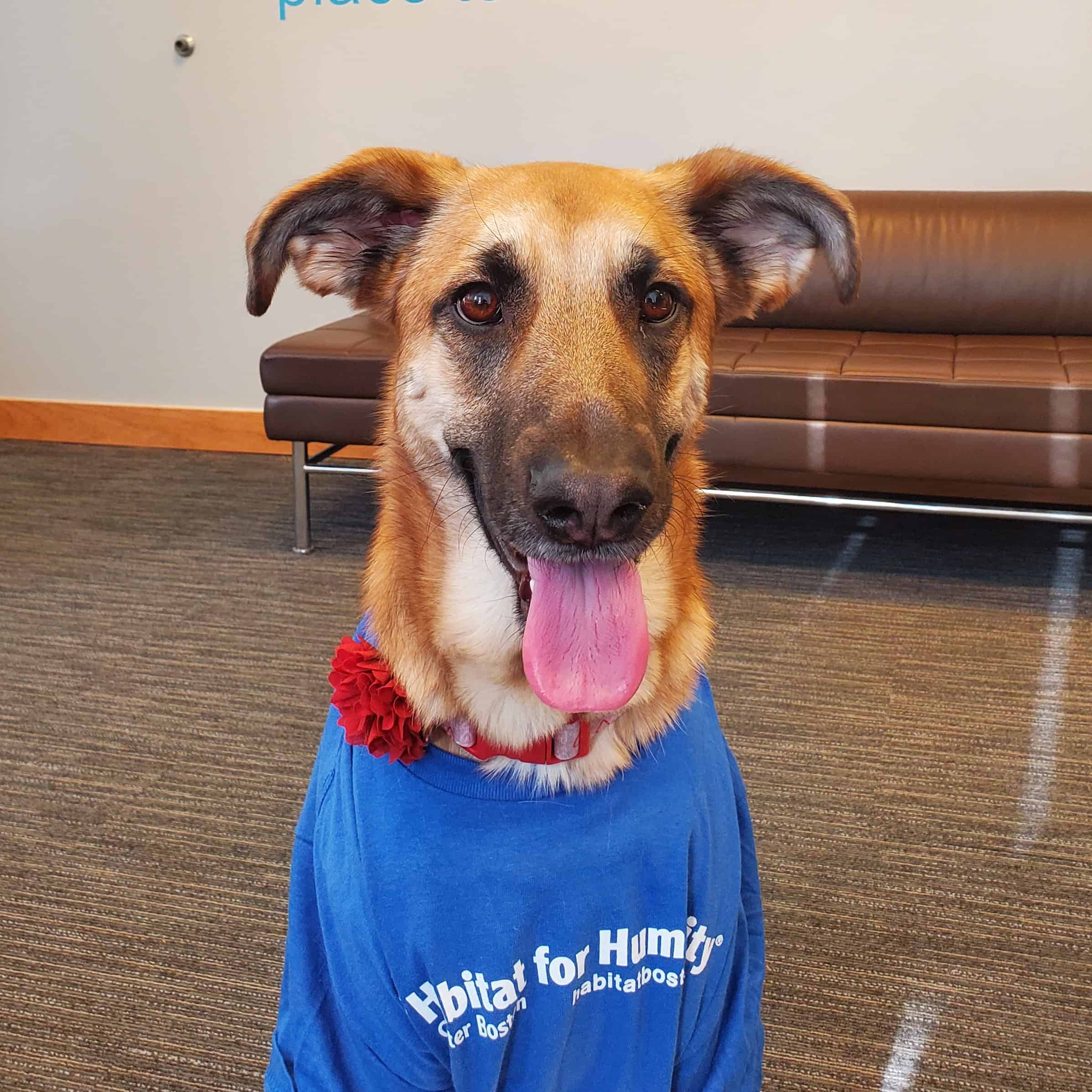 A very cute dog with floppy ears and a blue Habitat for Humanity Greater Boston T-shirt